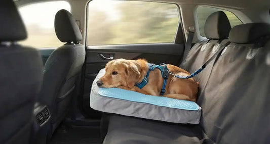 Cerenia for Dogs: Nausea & Motion Sickness