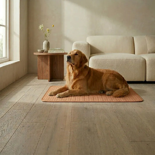  Golden retriever resting calmly on a terracotta cooling mat in a sunlit, minimalist living room